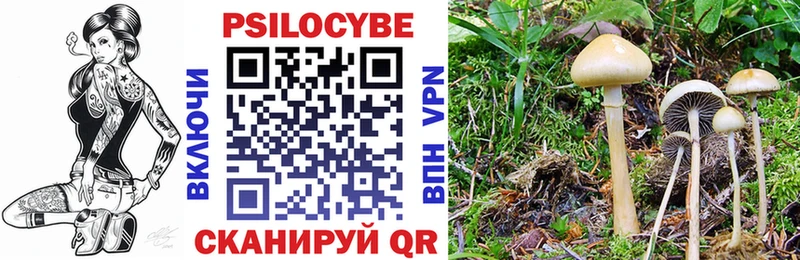 Псилоцибиновые грибы Cubensis  ОМГ ОМГ   Сергач 